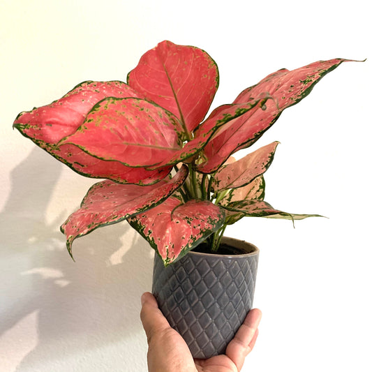 Aglaonema Favonian Hot Cherry Pink Passion Houseplant