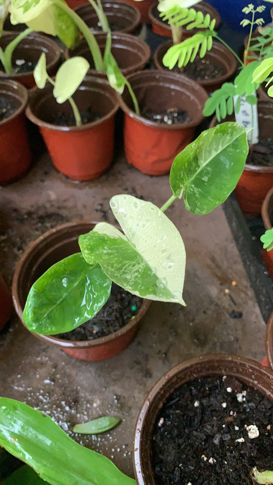 Alocasia Variegated Macrorrhiza Elephant Ear young plant in 6”pot with soil.