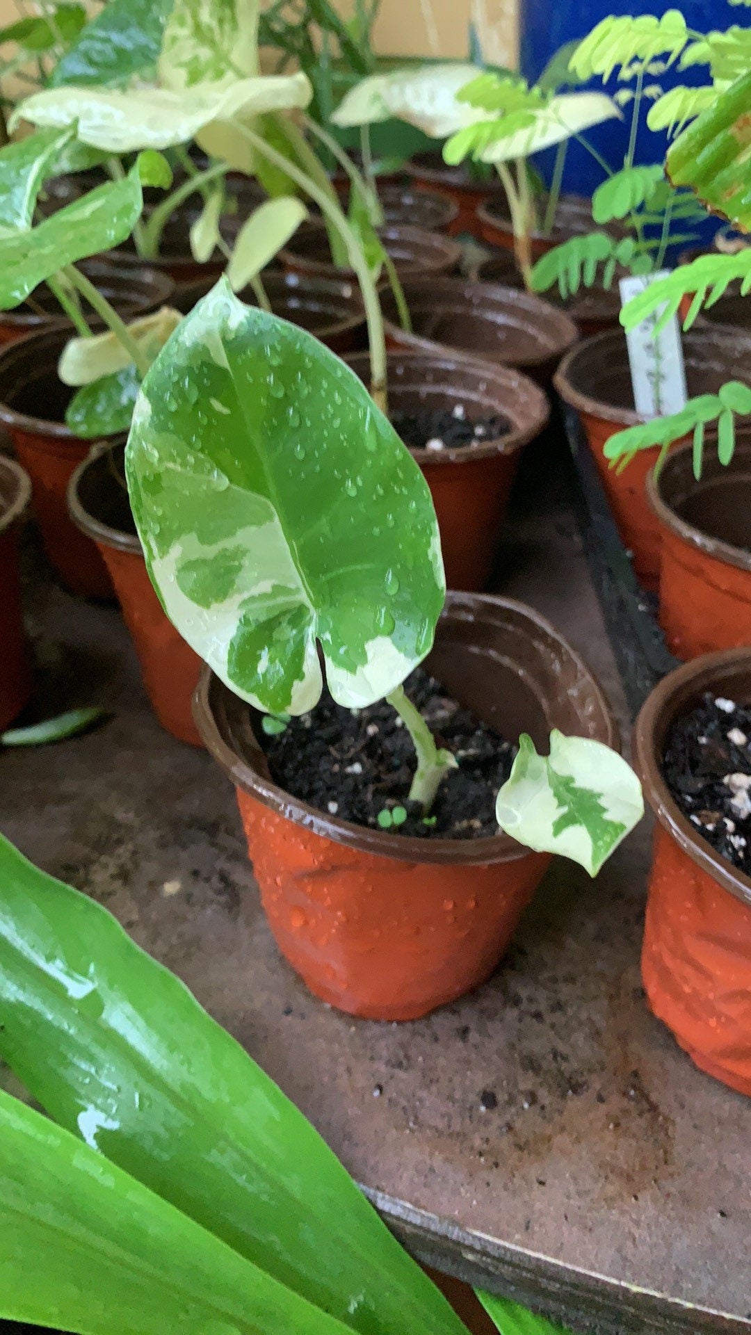 Alocasia Variegated Macrorrhiza Elephant Ear young plant in 6”pot with soil.