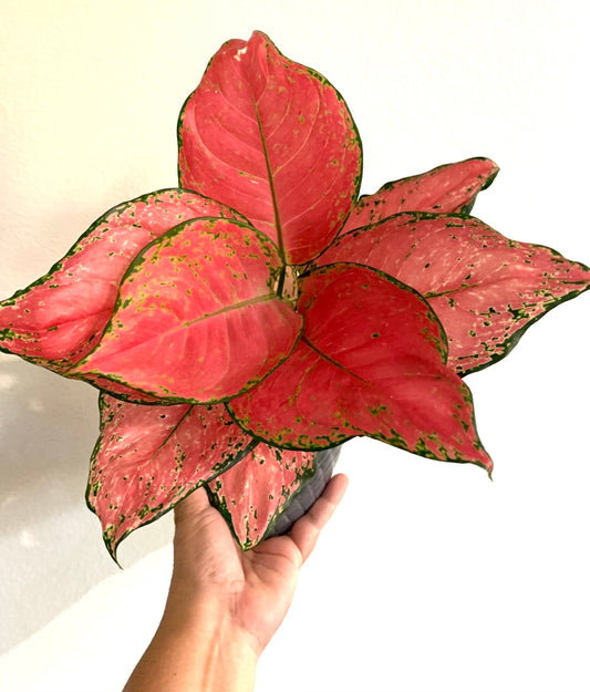 Aglaonema Lucky Red Pink and Full pink Passion Chinese Evergreen plant