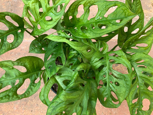 Monstera Adansonii Swiss Cheese plant