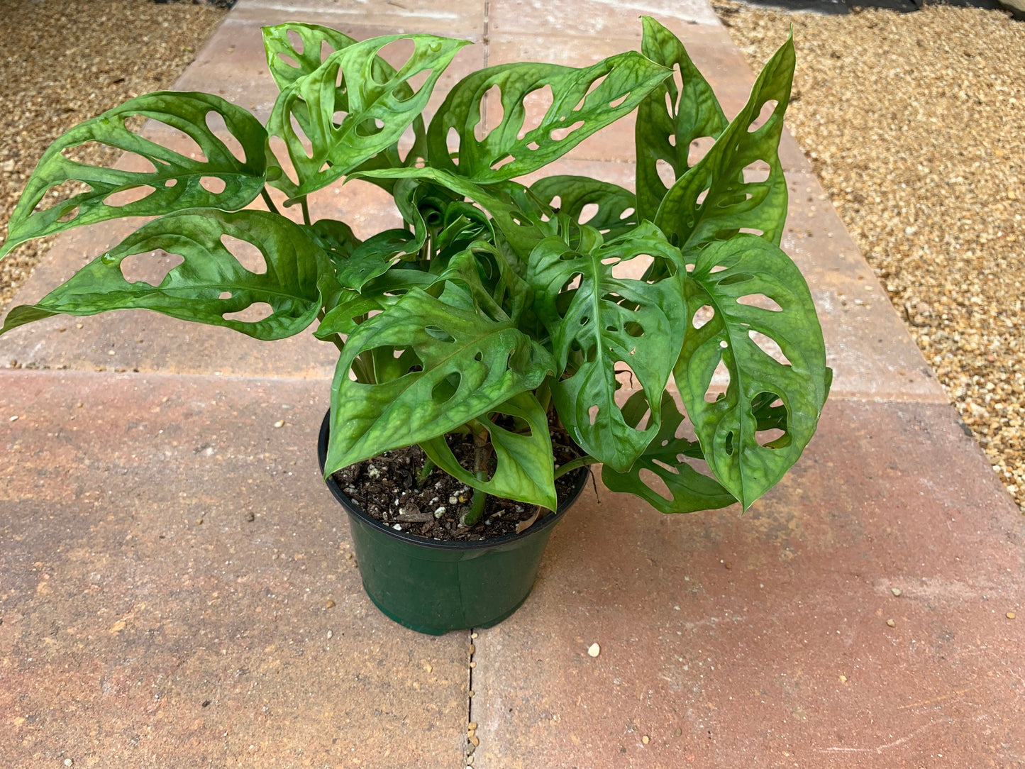 Monstera Adansonii Swiss Cheese plant