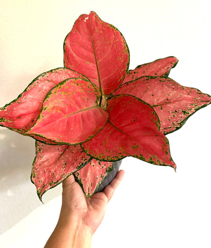 Aglaonema Favonian Hot Cherry Pink Passion Houseplant