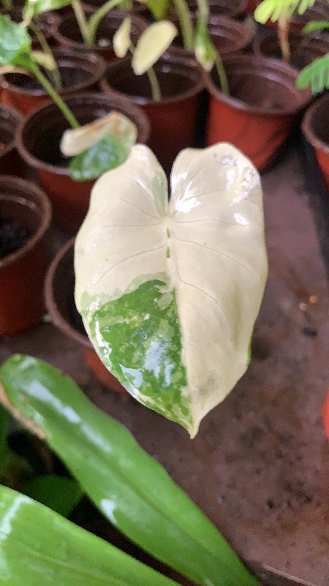 Alocasia Variegated Macrorrhiza Elephant Ear young plant in 6”pot with soil.