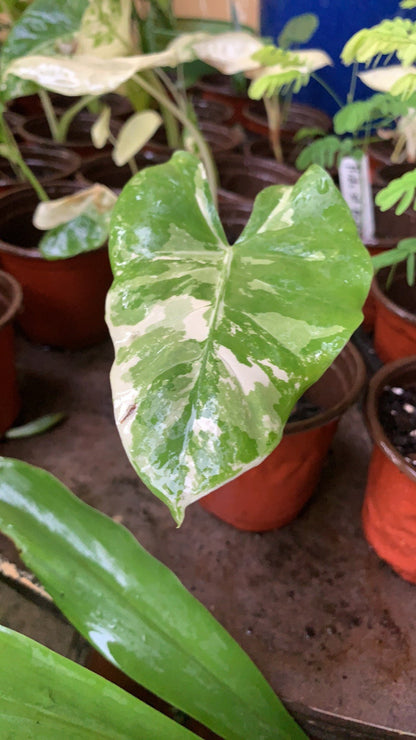 Alocasia Variegated Macrorrhiza Elephant Ear young plant in 6”pot with soil.