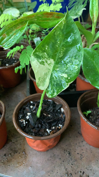 Alocasia Variegated Macrorrhiza Elephant Ear young plant in 6”pot with soil.