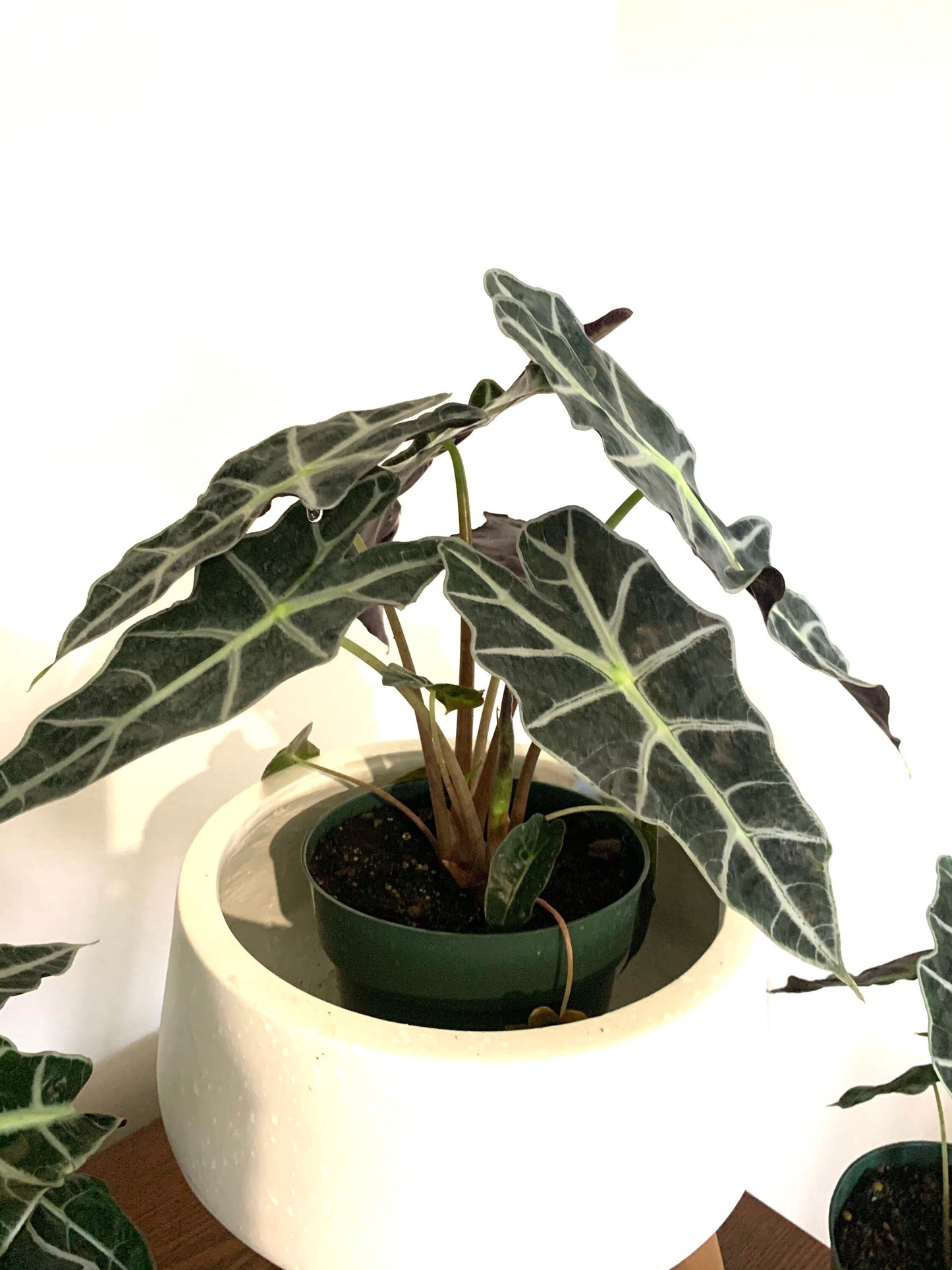 Alocasia Polly African plant, African Mask Plant, Poly African live plant