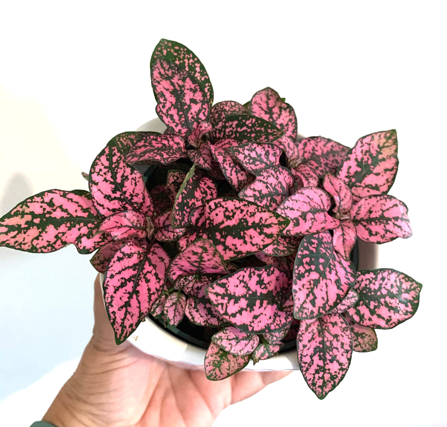 Pink Polka Dot plant Hypoestes in a 4” pot