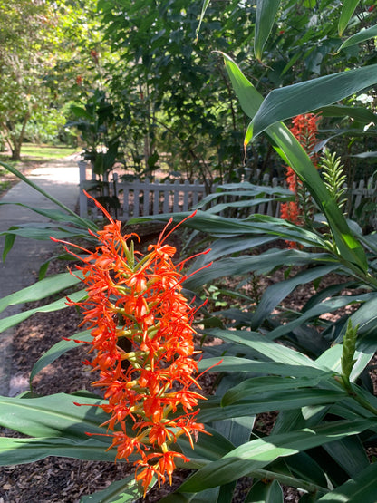 Orange Coral Butterfly Lily Frgrant Ginger Hedychium Rare Tropical rhizome stalk