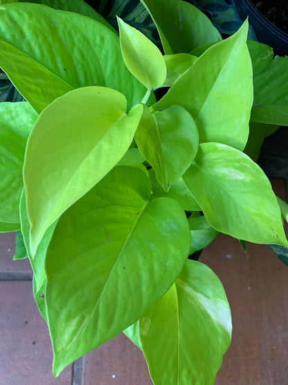 Neon Pothos Epipremnum Aureum plant lime yellow green