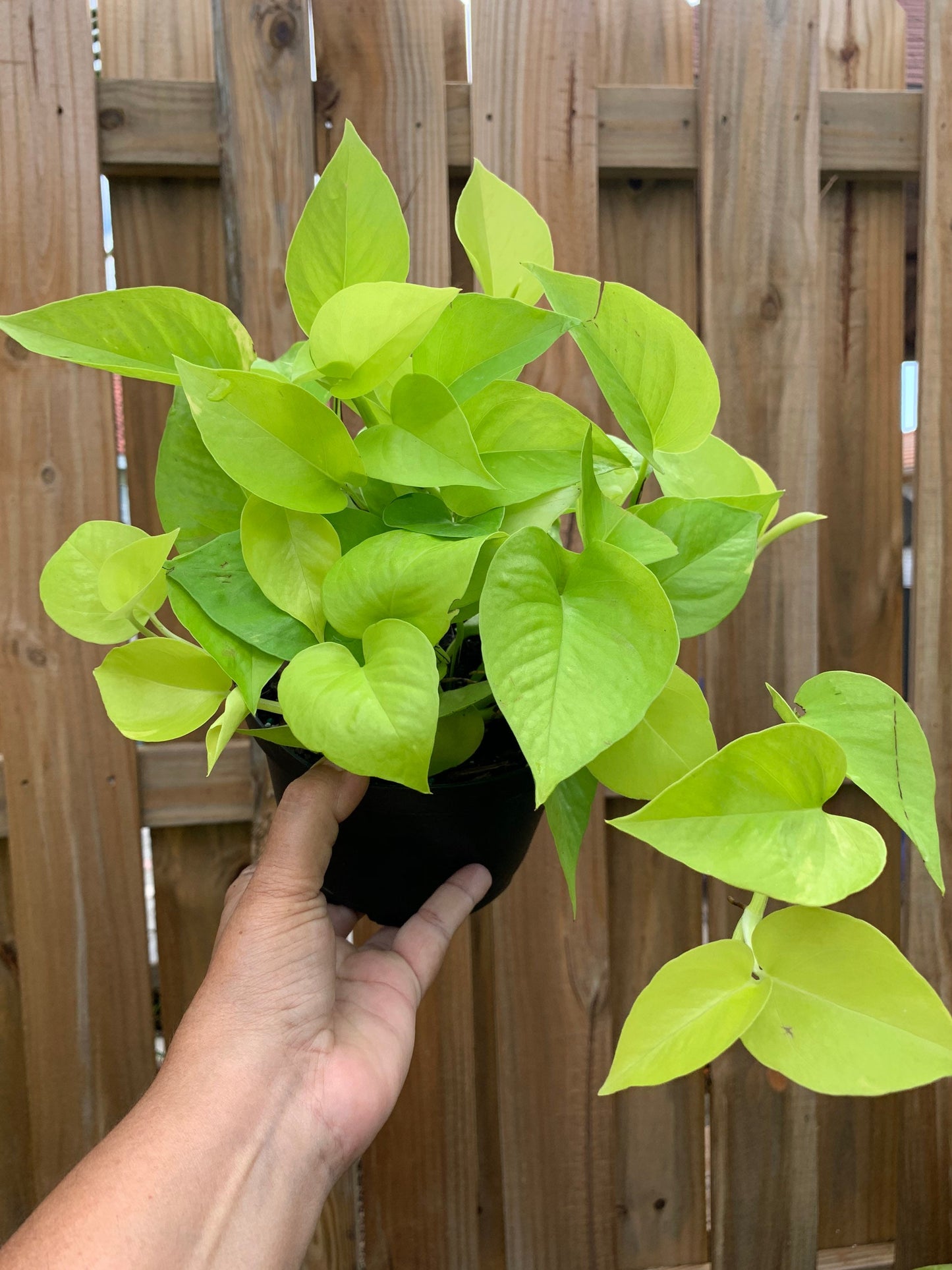 Neon Pothos Epipremnum Aureum plant lime yellow green