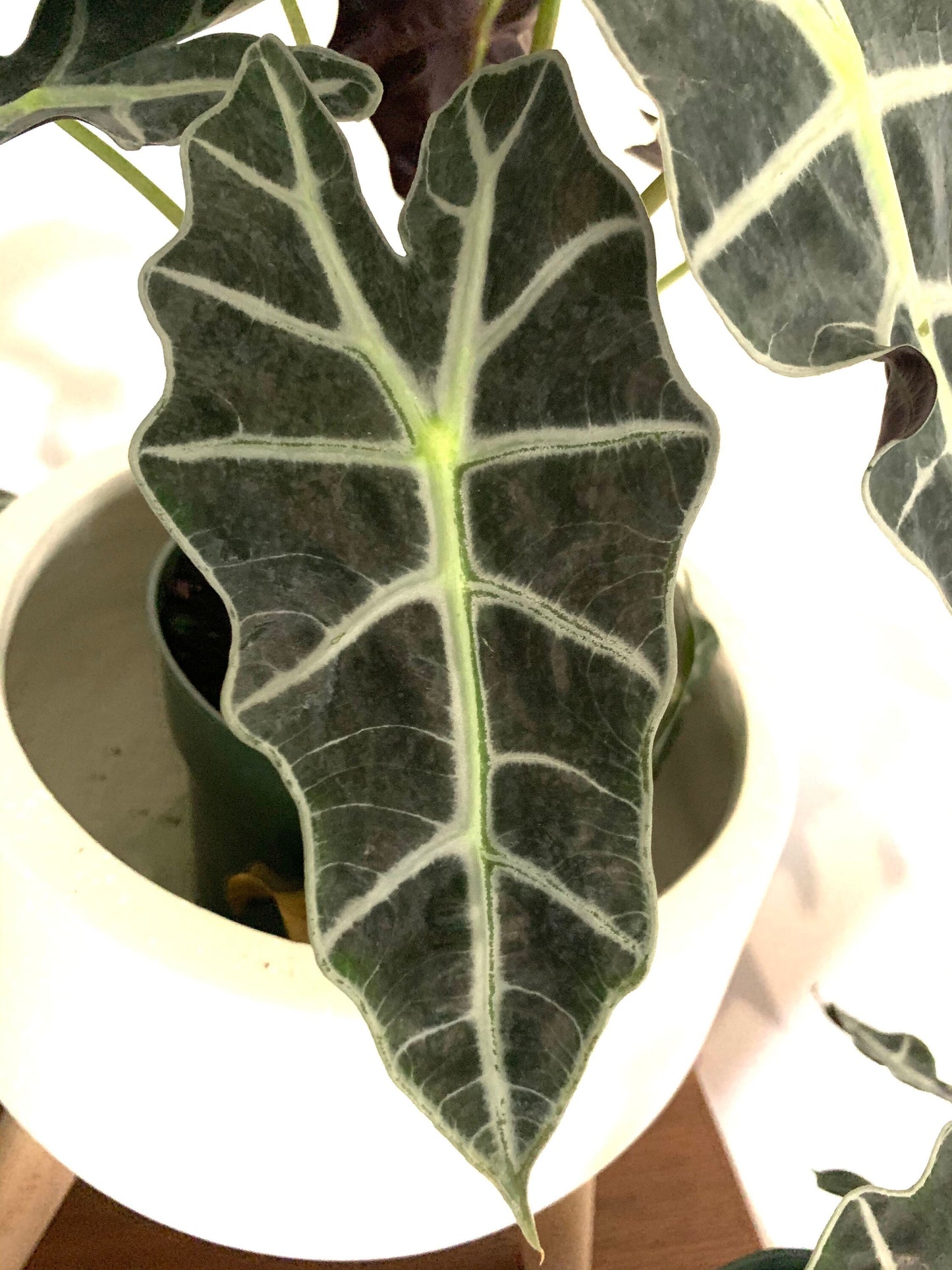 Alocasia Polly African plant, African Mask Plant, Poly African live plant