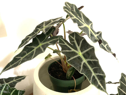 Alocasia Polly African plant, African Mask Plant, Poly African live plant