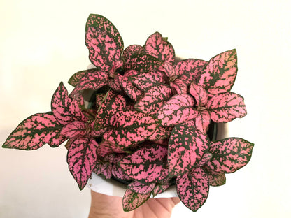 Pink Polka Dot plant Hypoestes in a 4” pot