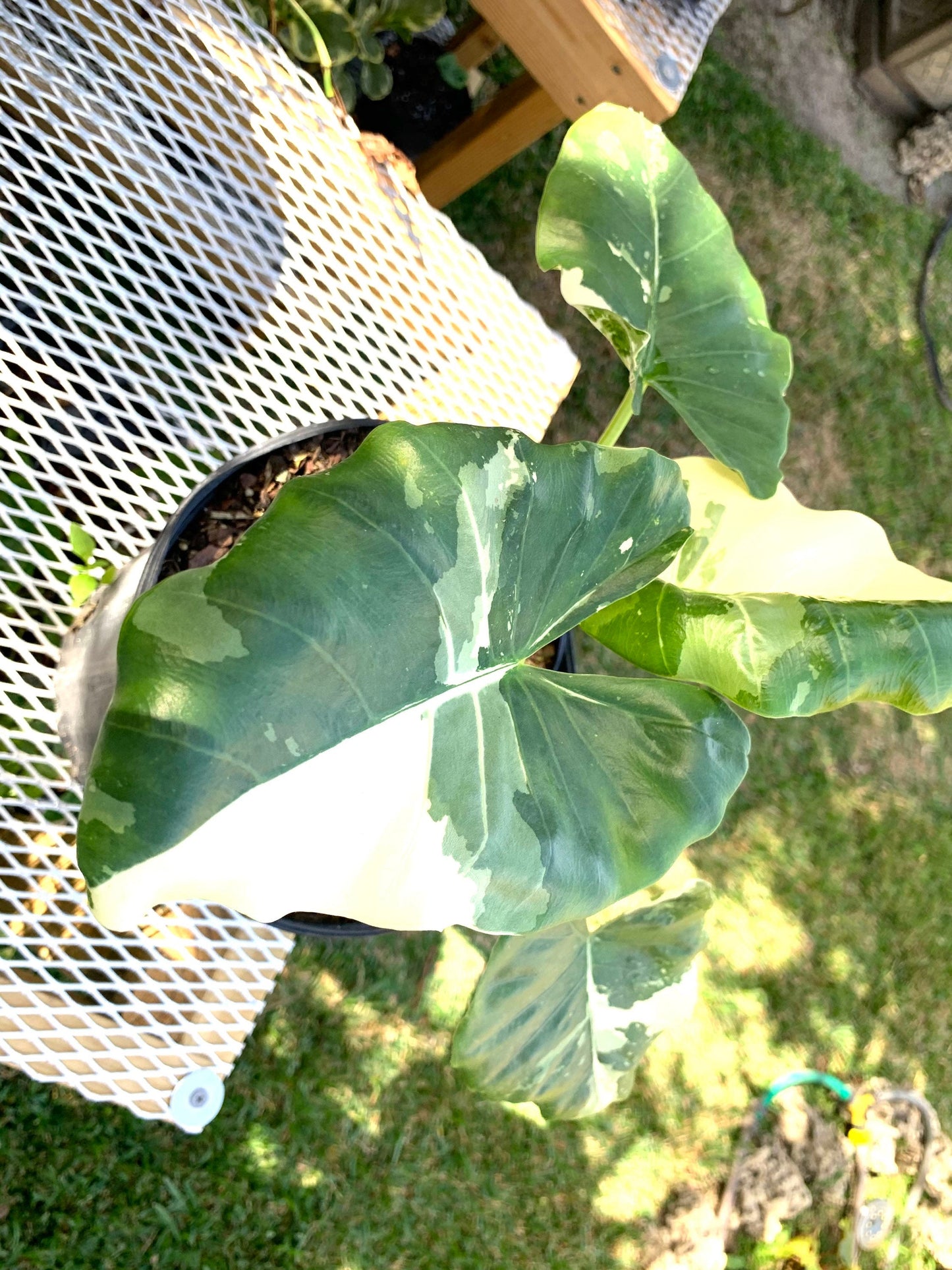 Alocasia Variegated Elephant Ear starter young size plant Macrorrhiza in 6” pot