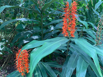 Orange Coral Butterfly Lily Frgrant Ginger Hedychium Rare Tropical rhizome stalk