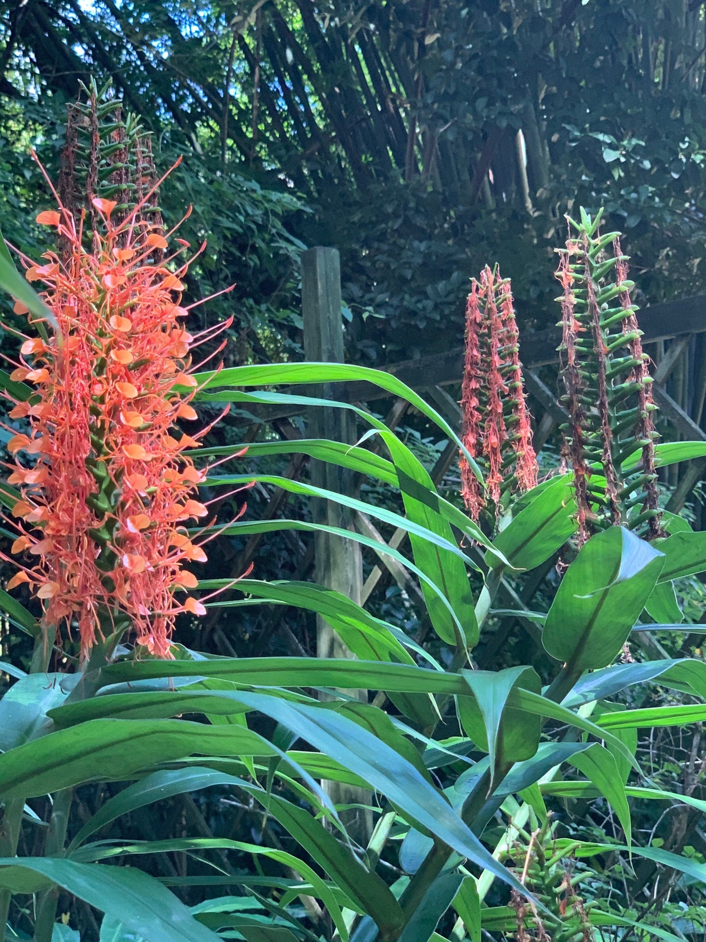 Orange Coral Butterfly Lily Frgrant Ginger Hedychium Rare Tropical rhizome stalk