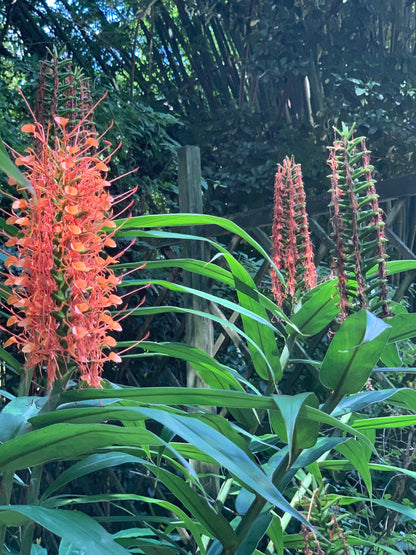 Orange Coral Butterfly Lily Frgrant Ginger Hedychium Rare Tropical rhizome stalk