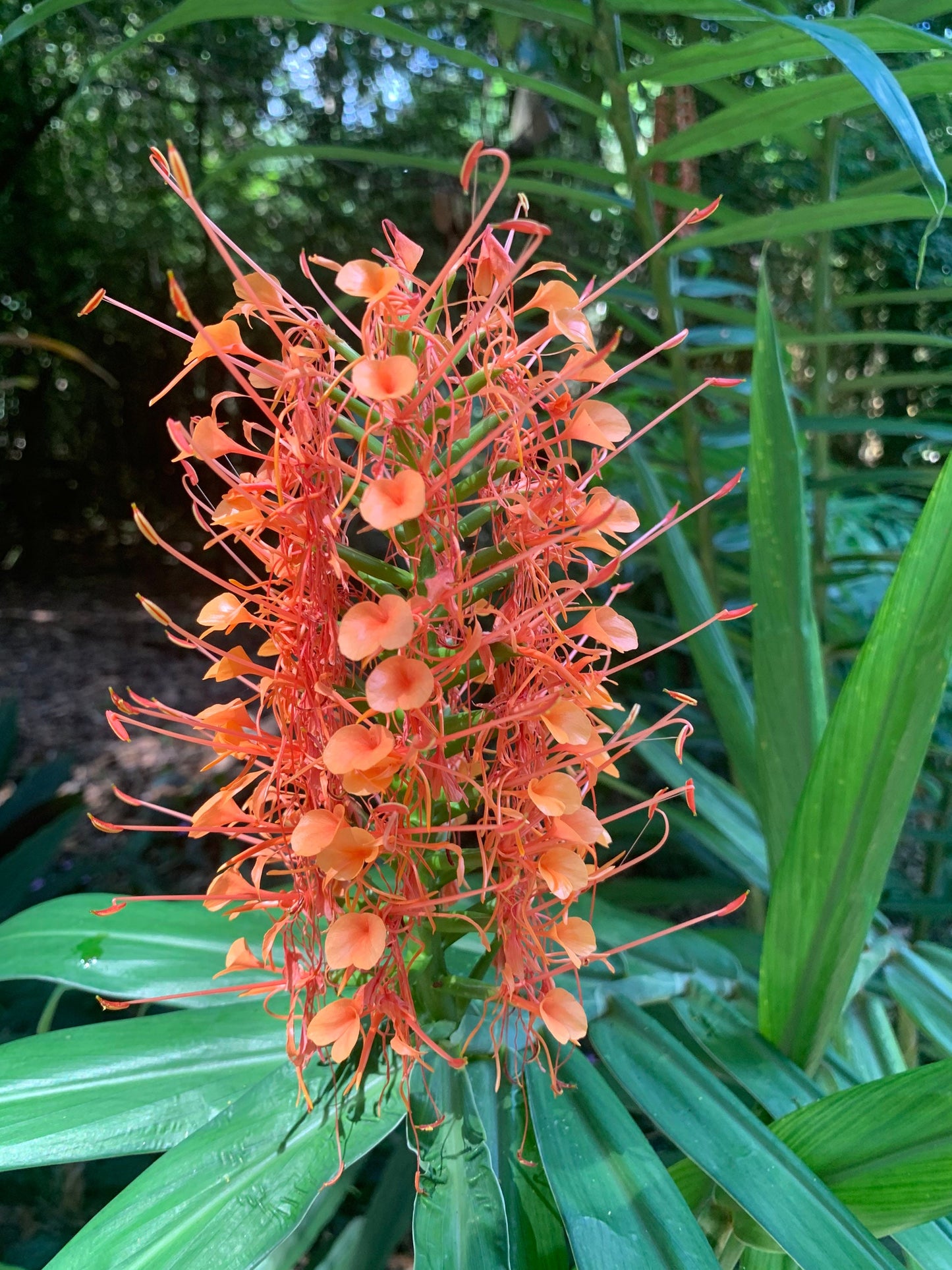 Orange Coral Butterfly Lily Frgrant Ginger Hedychium Rare Tropical rhizome stalk