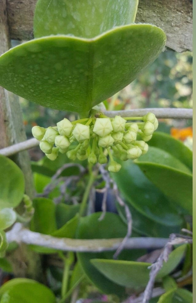 Hoya Vanilla Australis white starter wax plant