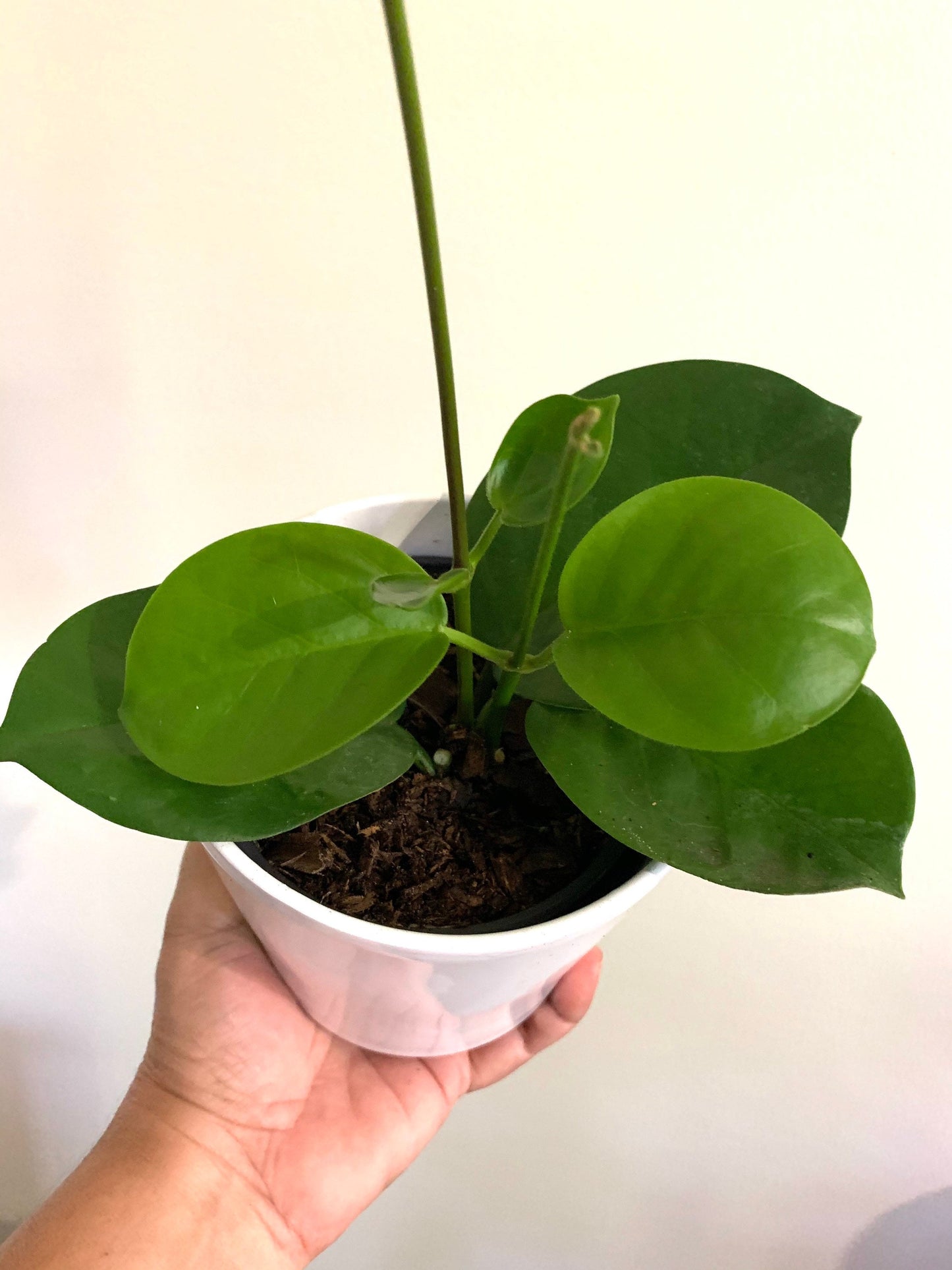 Hoya Vanilla Australis white starter wax plant