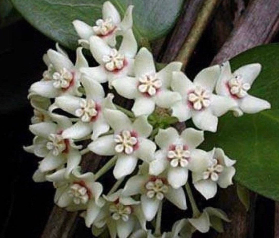 Hoya Vanilla Australis white starter wax plant