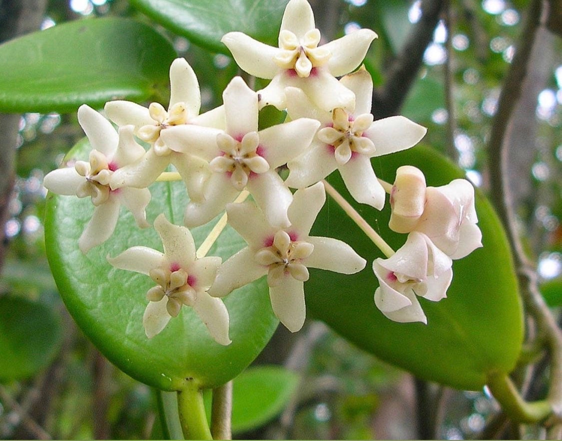 Hoya Vanilla Australis white starter wax plant