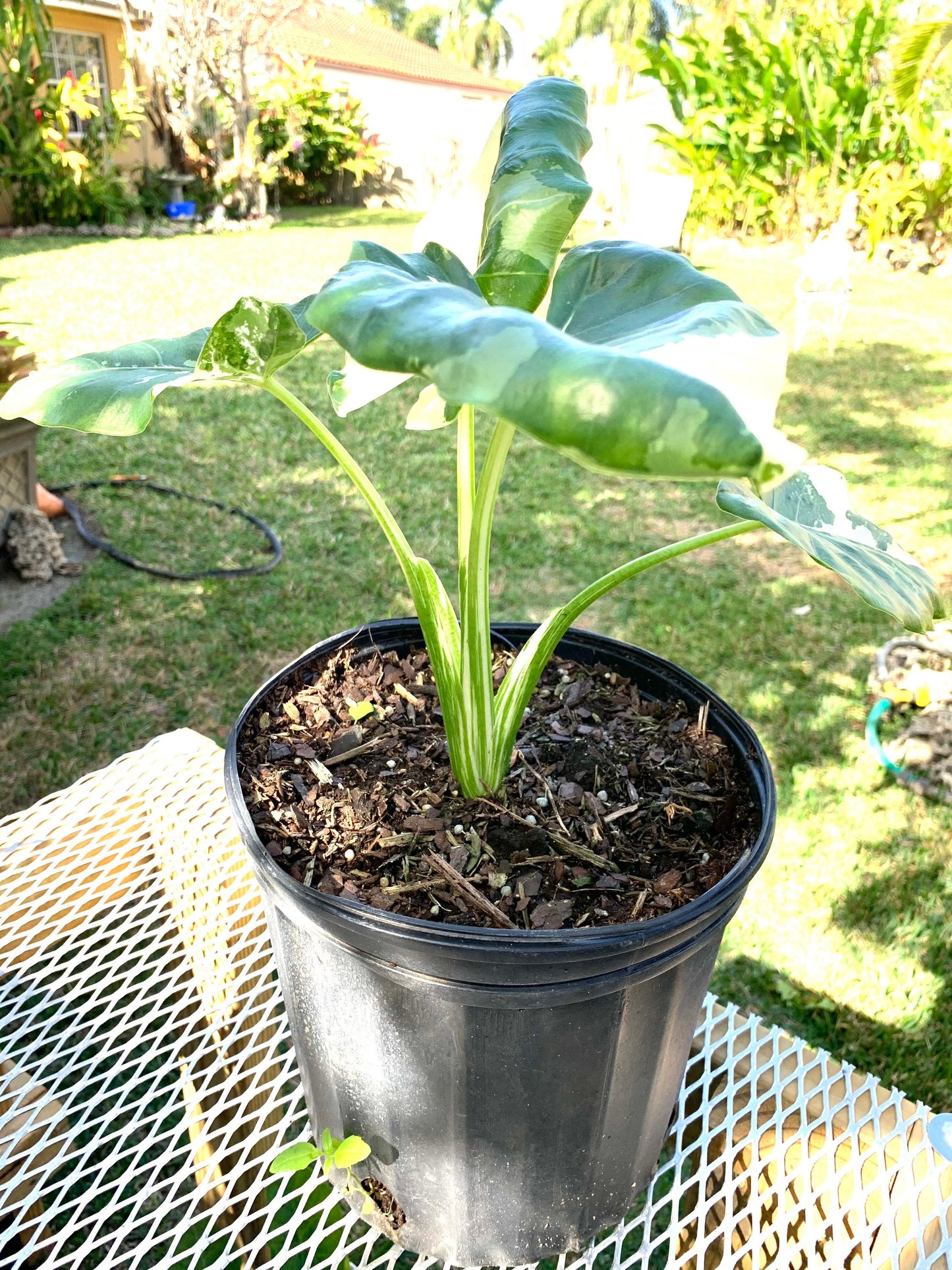 Alocasia Variegated Elephant Ear starter young size plant Macrorrhiza in 6” pot