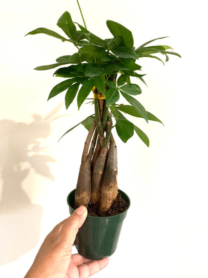 Rare Braided Money tree Pachira Aquatica in a 4” pot