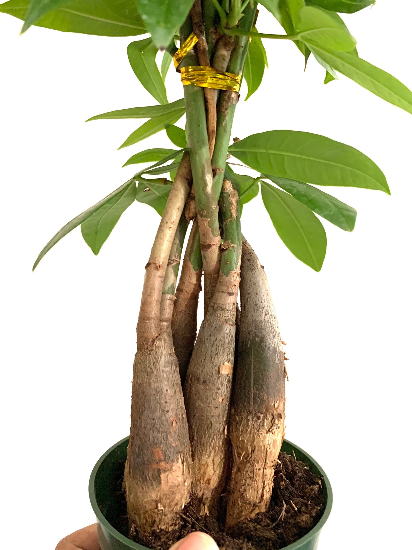 Rare Braided Money tree Pachira Aquatica in a 4” pot