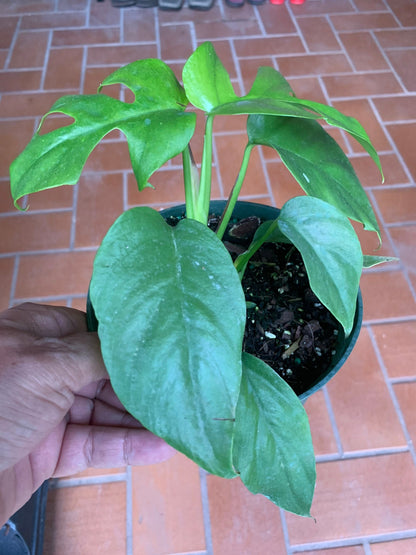 Mini Monstera plant