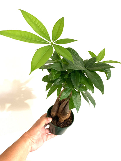 Rare Braided Money tree Pachira Aquatica in a 4” pot