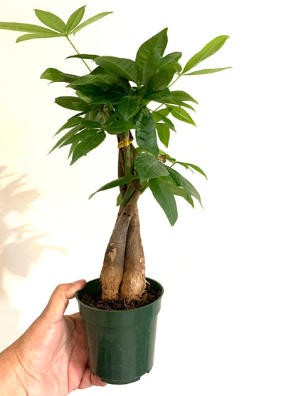 Rare Braided Money tree Pachira Aquatica in a 4” pot