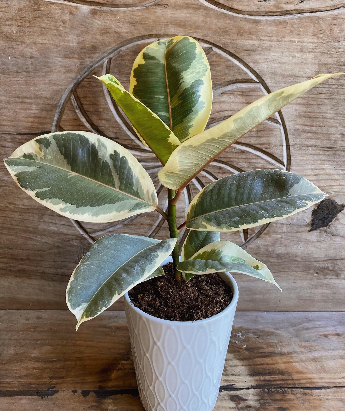 Variegated Rubber Plant Ficus Elastica Tineke Tree