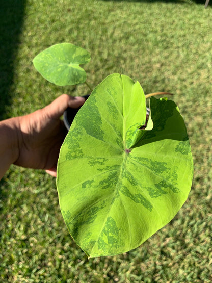 Colocasia Mojito Variegated Elephant Ear 10”+ in height. Rooted in a 6” pot.