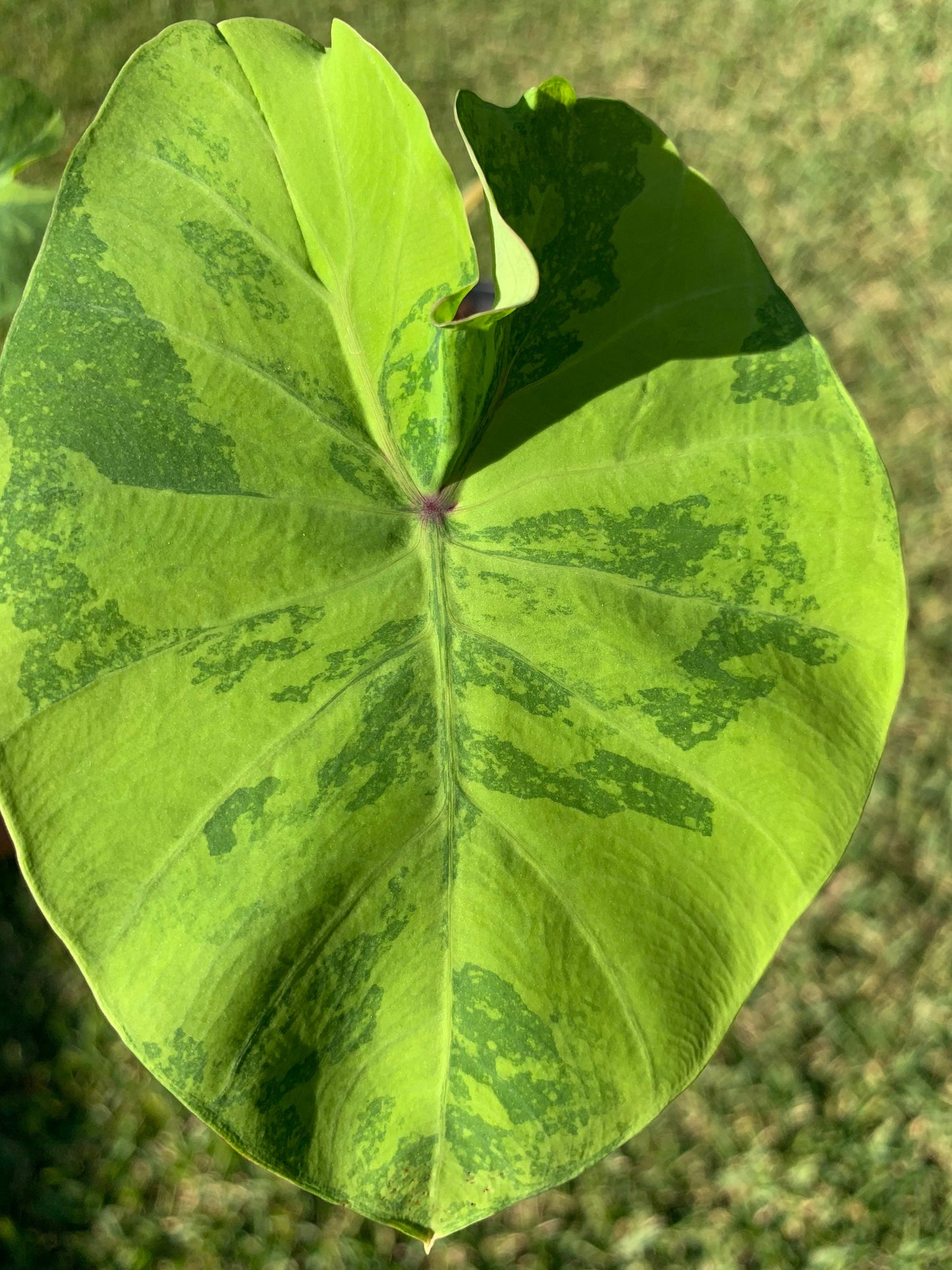 Colocasia Mojito Variegated Elephant Ear 10”+ in height. Rooted in a 6” pot.