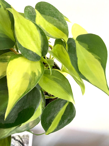 Philodendron Brasil in 4” pot