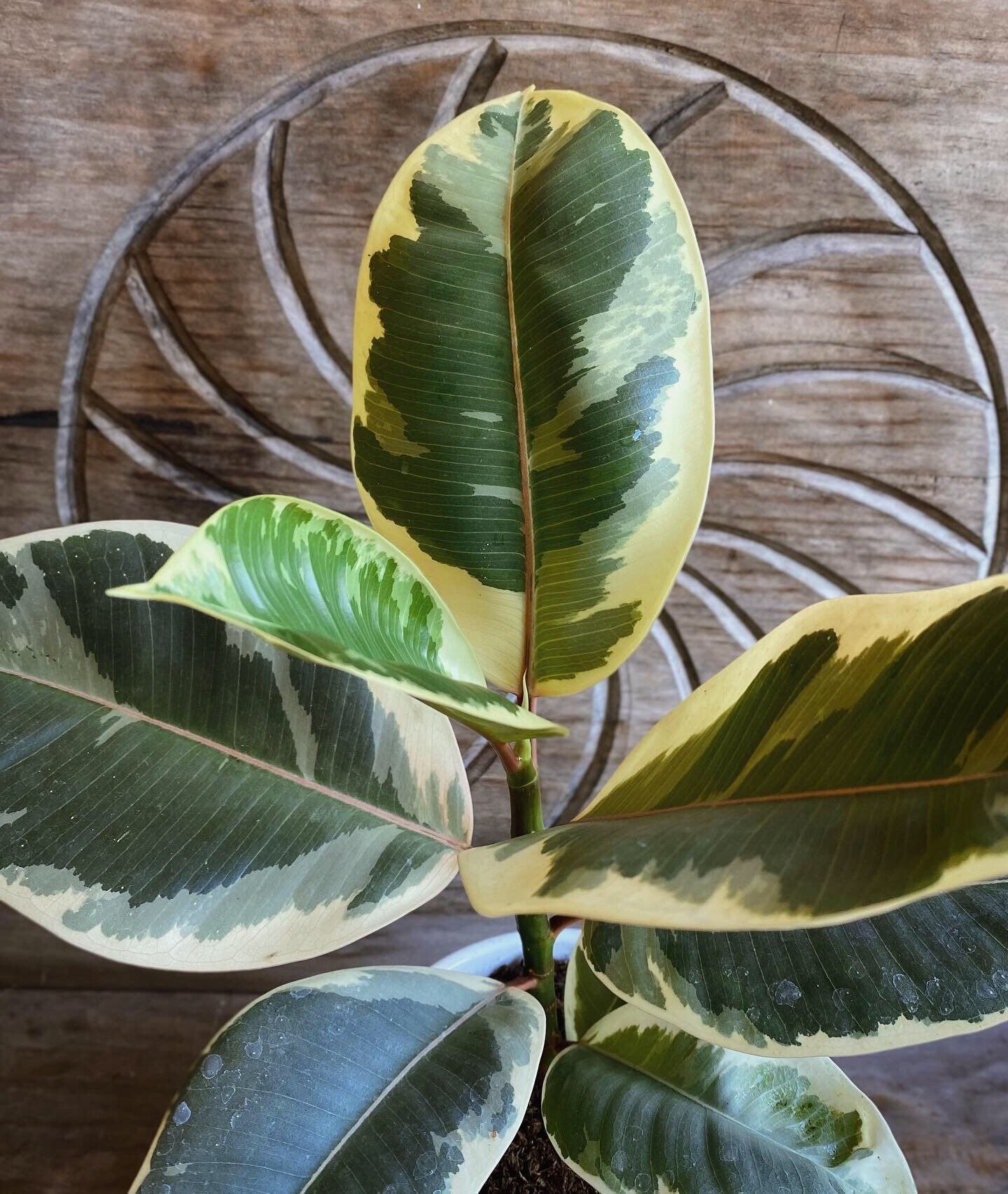 Variegated Rubber Plant Ficus Elastica Tineke Tree