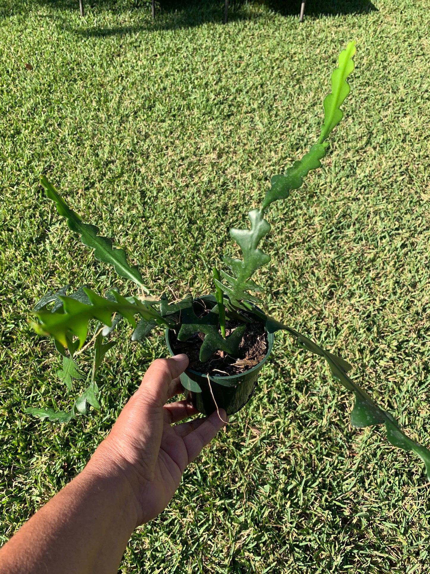 Ric Rac Cactus zig Zag Epiphyllum anguliget plant in a 6” pot rooted