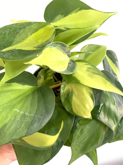 Philodendron Brasil in 4” pot