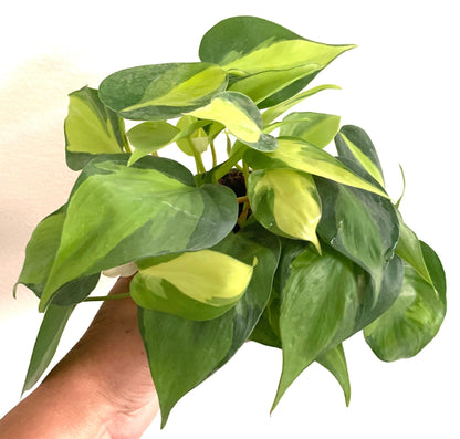 Philodendron Brasil in 4” pot