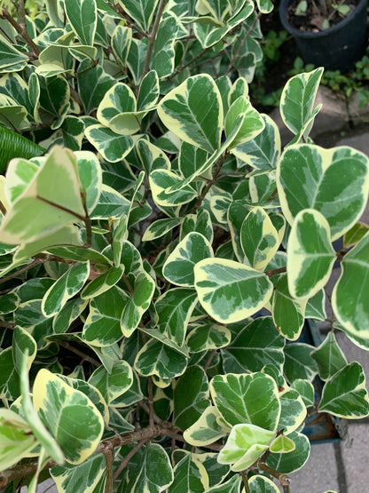 Ficus Variegated Variegata 6” pot dwarf Triangularis fig plant