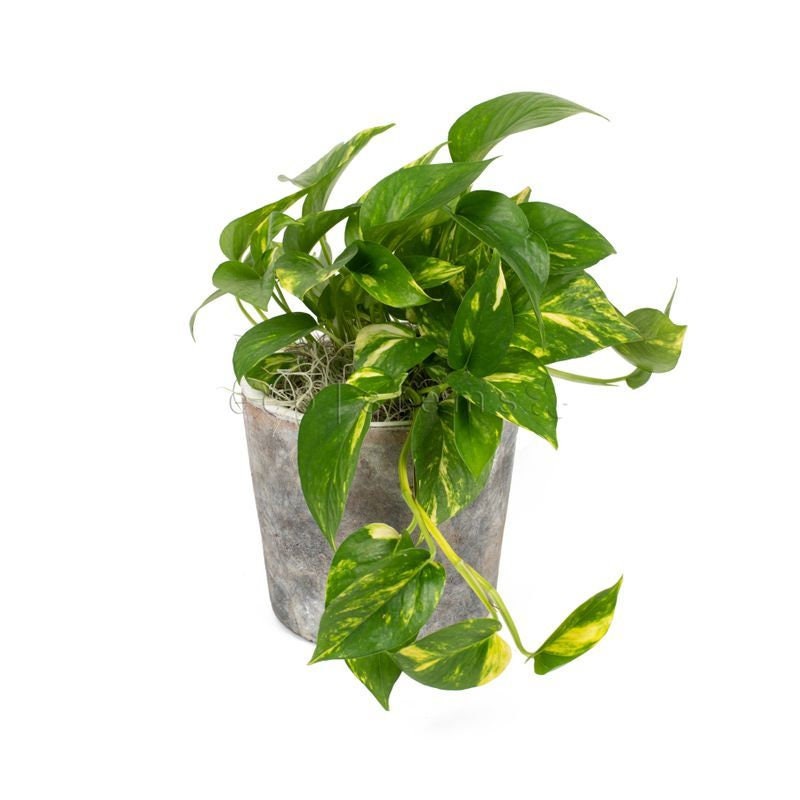 Pothos Golden