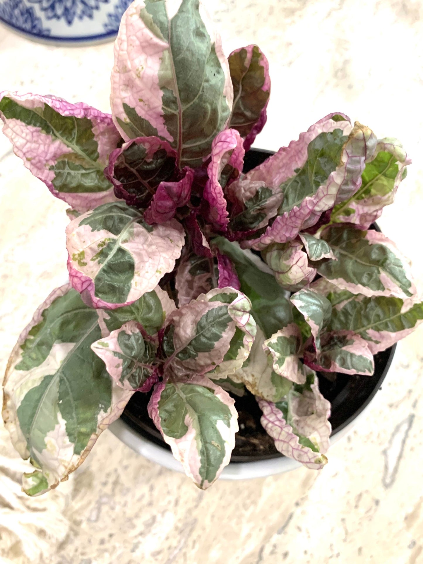 Variegated purple Snow White waffle plant hemigraphis alternata Belgian