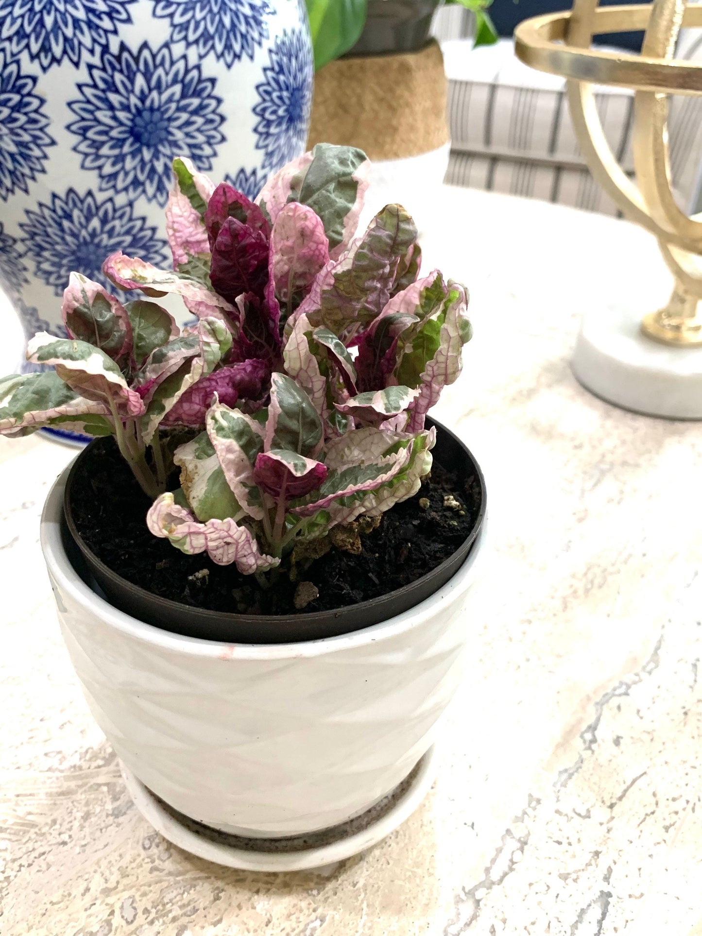 Variegated purple Snow White waffle plant hemigraphis alternata Belgian