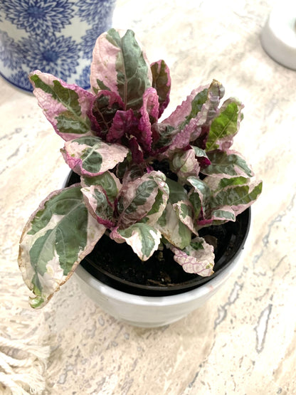 Variegated purple Snow White waffle plant hemigraphis alternata Belgian