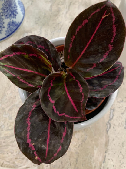 Calathea Dottie Roseopicta Pink painted Rosy plant in 4” pot