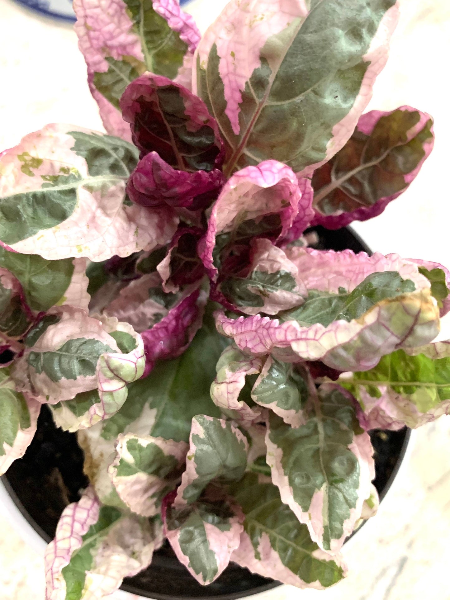 Variegated purple Snow White waffle plant hemigraphis alternata Belgian