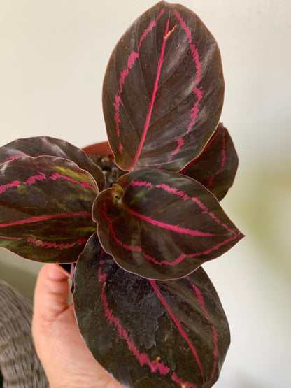 Calathea Dottie Roseopicta Pink painted Rosy plant in 4” pot