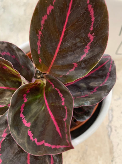 Calathea Dottie Roseopicta Pink painted Rosy plant in 4” pot